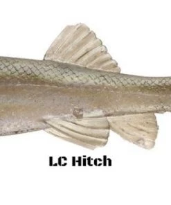 Little Creeper Baits Little Creeper 6