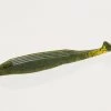 Tackle Inc Soft Baits Zoom Swimmin Super Fluke
